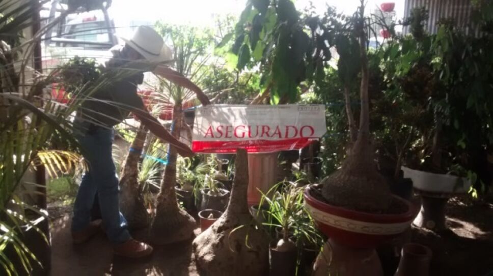 PROFEPA_Aseguramiento_ejemplares_de_flora_silvestre_2.jpg