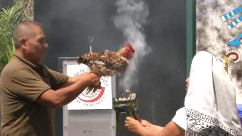 Sacrifican a gallina en el Senado de la República para ofrenda por el Día de la Lluvia