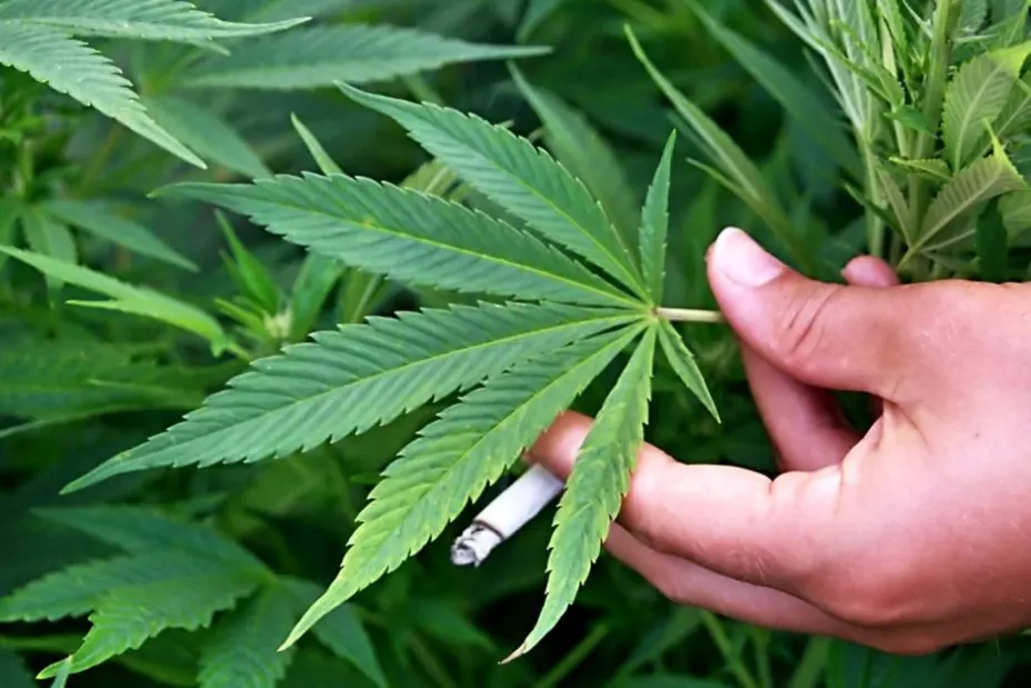 marihuana
