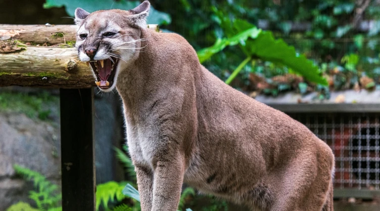 Puma invade fraccionamiento en la Zona Metropolitana de Guadalajara y causa terror|VIDEO