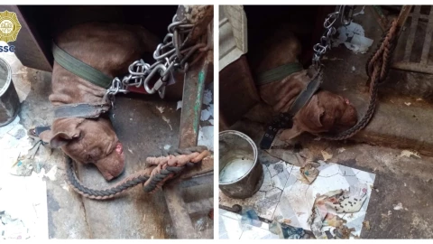 Rescatan a lomito que vivía casi sin poder moverse; lo tenían cruelmente amarrado