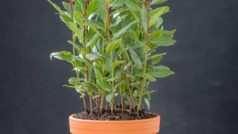 Las 10 mejores plantas para alejar las moscas de forma natural 