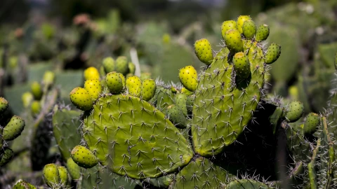 La baba de nopal es efectiva para la piel y en medicamentos
