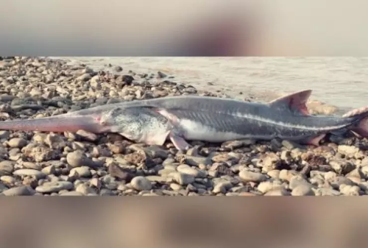 pez remo gigante extinto.jpg