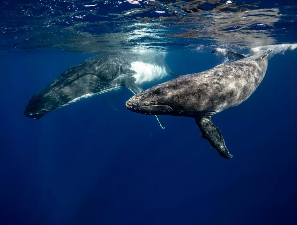 ¡Buenas noticias! Estos animales ya no están en peligro de extinción