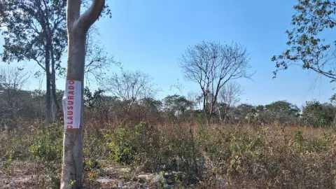 Decomisan toneladas de carbón vegetal en Reserva Natural Cuxtal