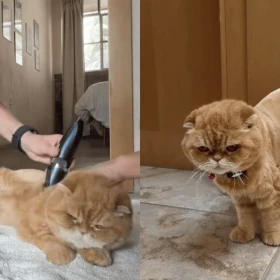 Famosa influencer mexicana es funada después de rapar a su gato y mostrarlo en redes sociales.png