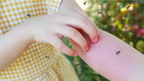 Cuándo es la temporada de mosquitos