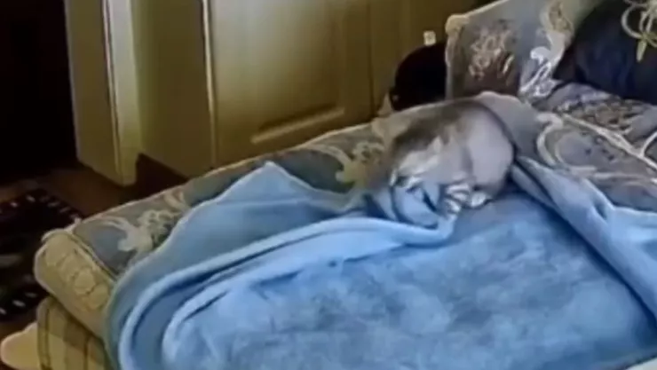 Gatito se viraliza por doblar su manta antes de dormir