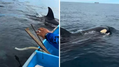La cercanía de las orcas sorprendió a pescadores en el Pacífico mexicano; el video suma miles de vistas