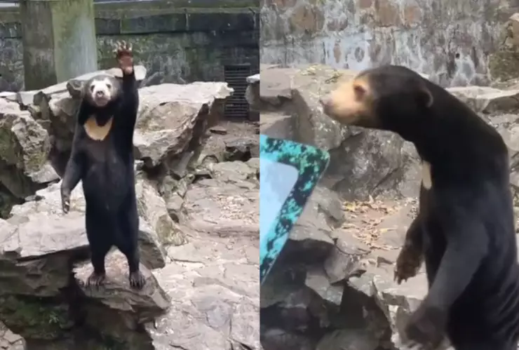VIDEO Captan a oso saludando en zoo de China ¿Es humano