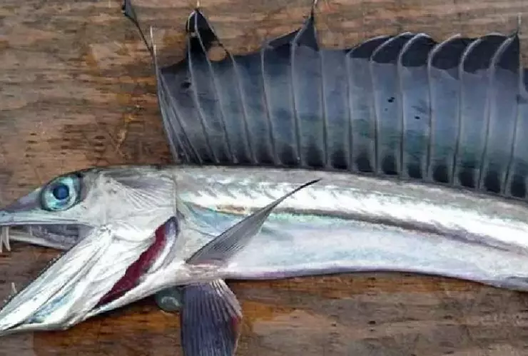 ¡Alerta! Encuentran peces caníbales en el Pacífico