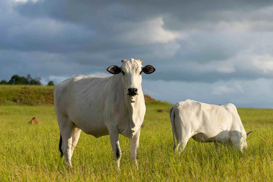 Imágenes ganado bovino MSDSA (1).jpg