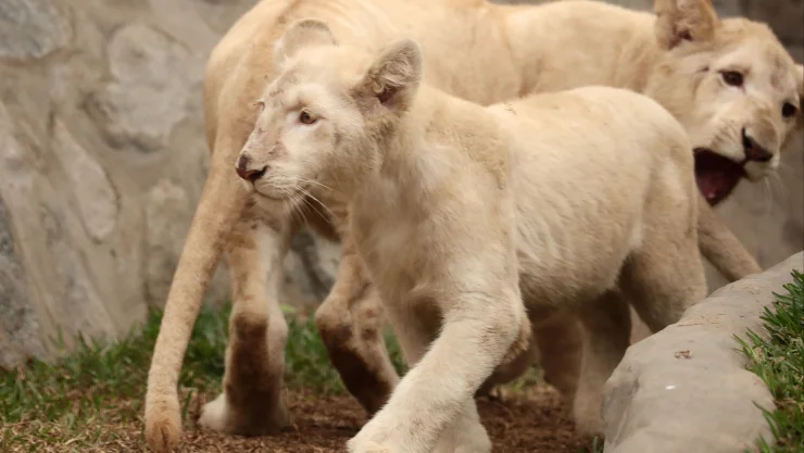 leones lima peru3