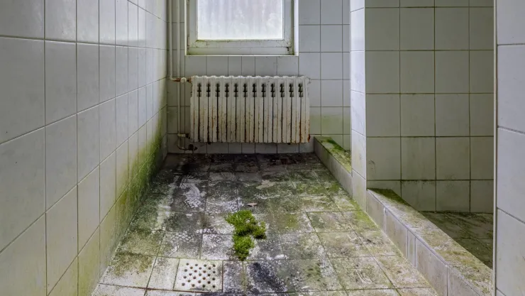 El truco de la abuela para eliminar las manchas de moho del baño