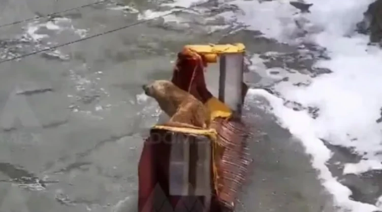 Nacalpan rescatan perrito río
