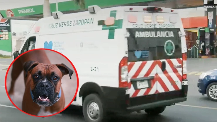 Perro boxer ataca a niño