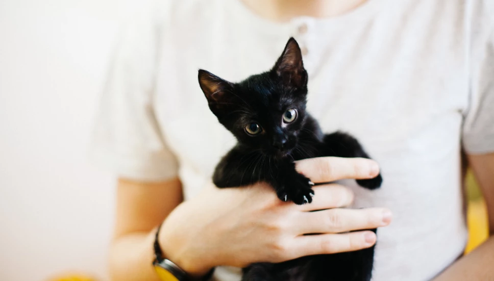 efecto ‘Flow’ adopción gatos negros