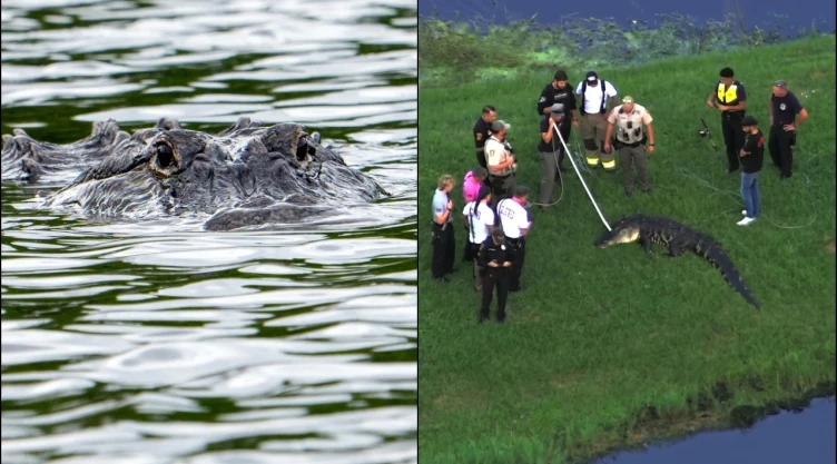 Caimán de casi cuatro metros atacó a un hombre de 71 años en Florida