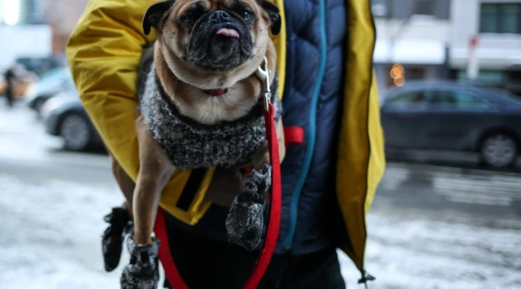 frio