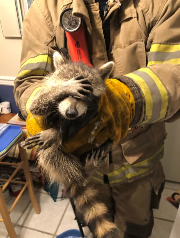 Mapache, reacción, video A.jpg