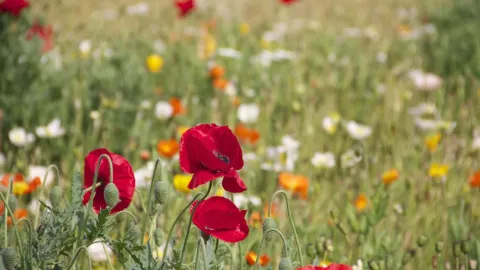 Las plantas que debes tener en tu habitación para dormir mejor