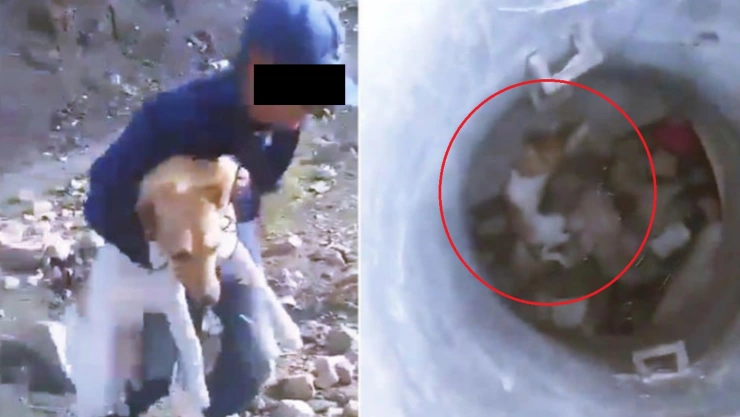 video perrito pozo león menores edad