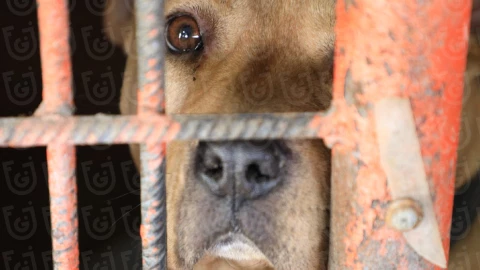 Rescate de perros del Refugio Franciscano en Cuajimalpa.