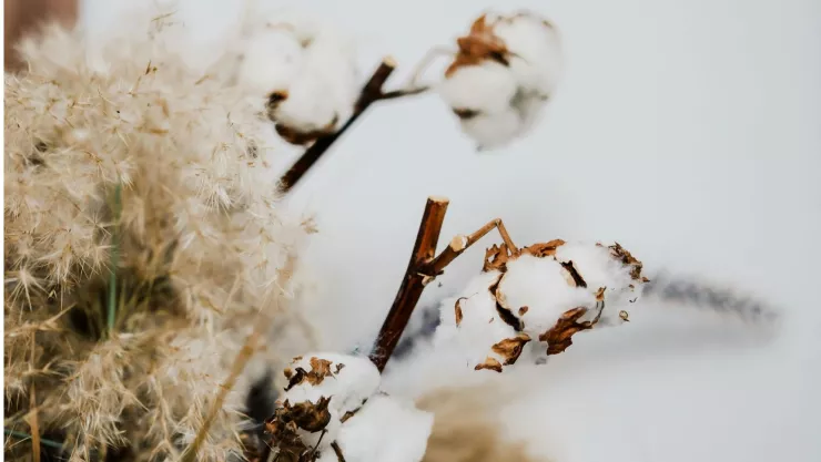 Día Mundial del Algodón: ¿Sabías cómo nace? Aquí te contamos cómo lo crea la naturaleza