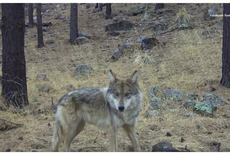 Lobo mexicano deambula en Área Natural Protegida de Chihuahua
