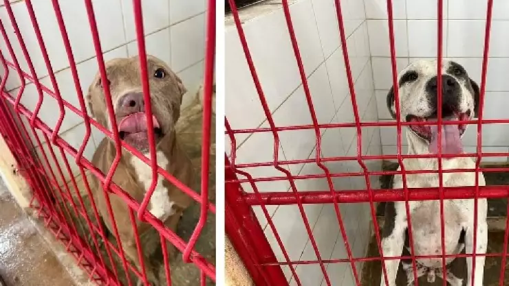 Sacrificarán a dos Pitbull tras feroz ataque en Cozumel a otra perrita; suponen ser un peligro.jpg