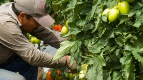 Principales productos agrícolas en México