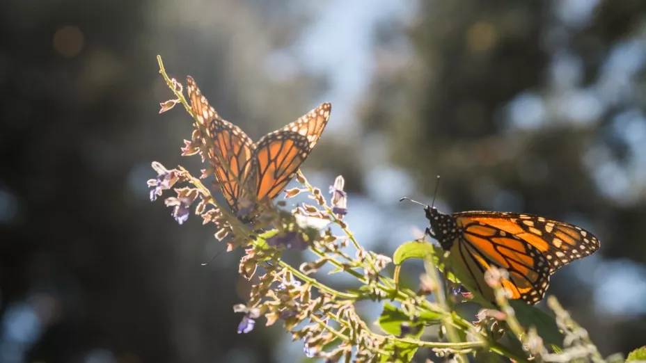 Mariposa monarca_WWF México.jpg