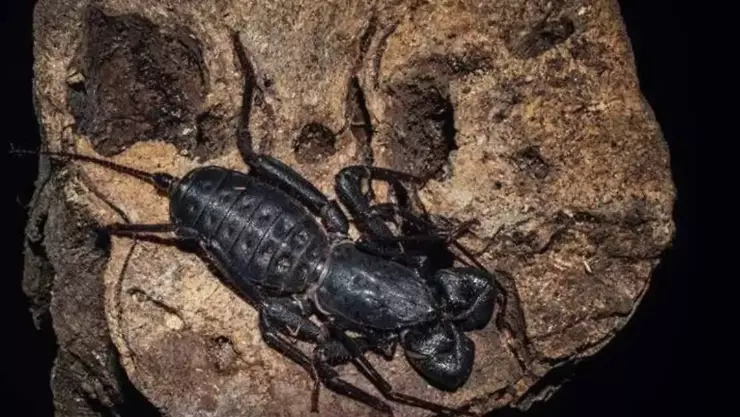 Vinagrillos en Chihuahua