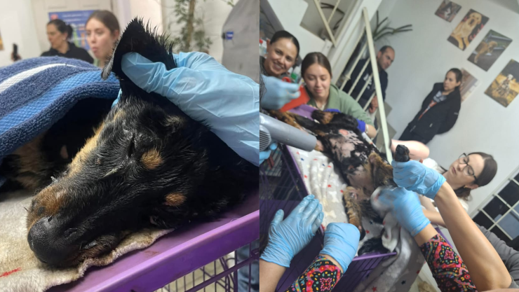 Perrita arrojada a chapopote