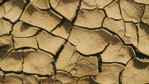 Presa Requena, con sequía extrema; peces y aves están muriendo