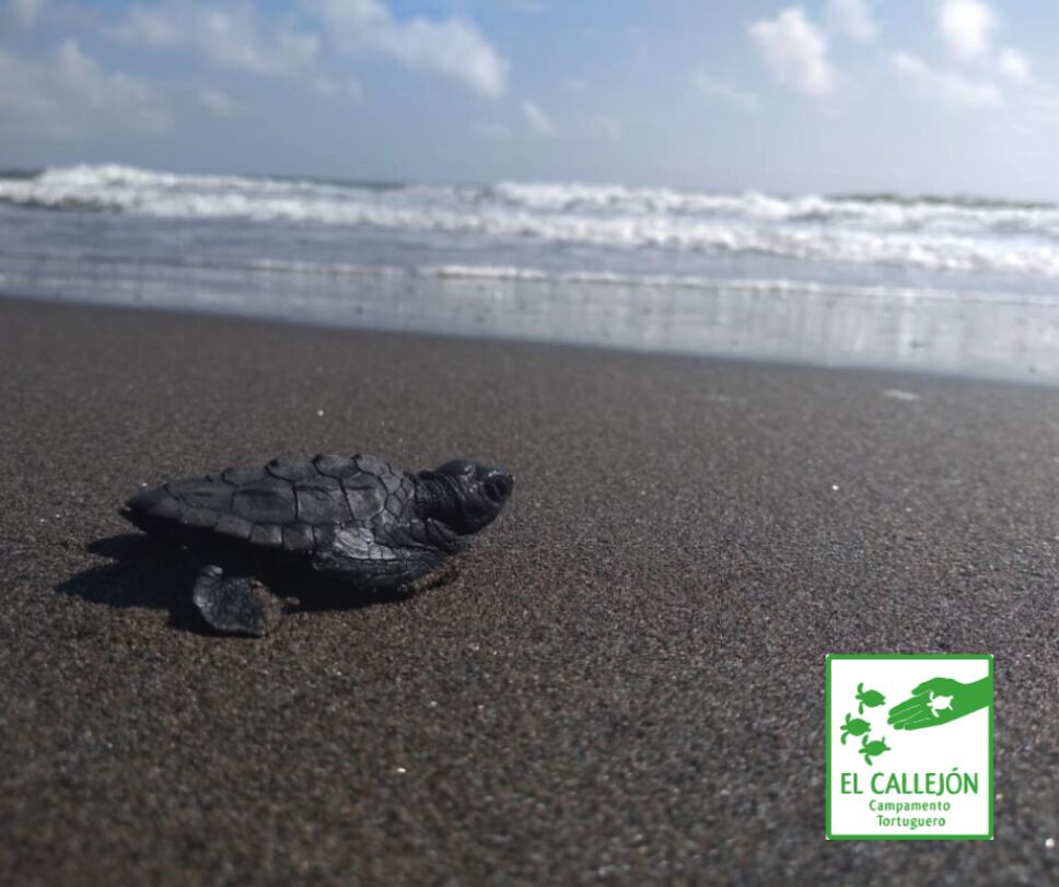 Campamento Tortuguero El Callejón