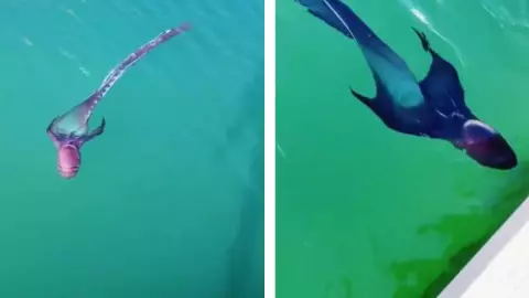 VIDEO Encuentran extraña criatura en aguas de México; se teme lo peor