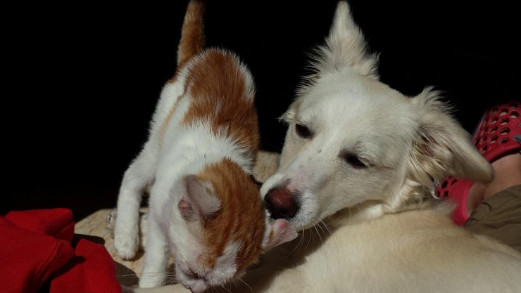 perros y gatos