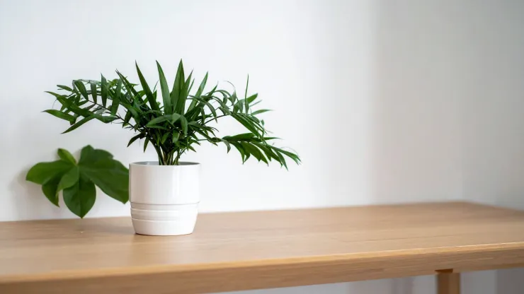 plantas de interior