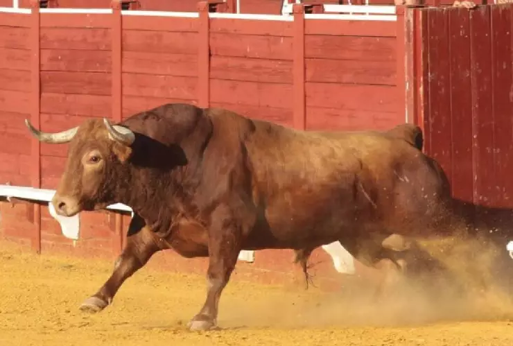 Carnicero es corneado por toro muerto.jpg