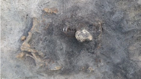 Restos de perro hallado en Suecia