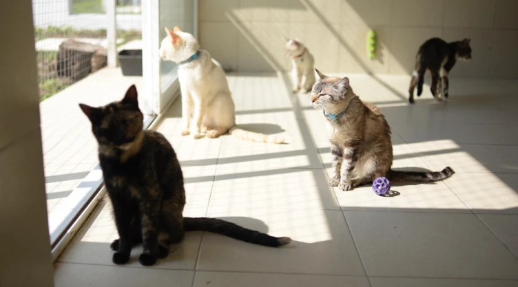 La Policía inaugura albergue temporal para gatitos, perritos y otras especies en CDMX