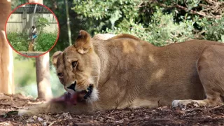 VIDEO | Leona ataca y mata a hombre en un zoológico de Brasil