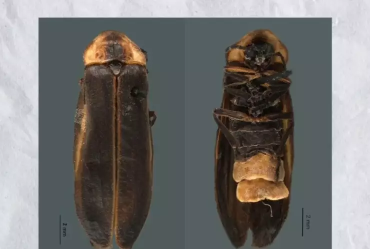 GUILLERMO DEL TORO, NUEVA ESPECIE DE LUCIÉRNAGA. .jpeg