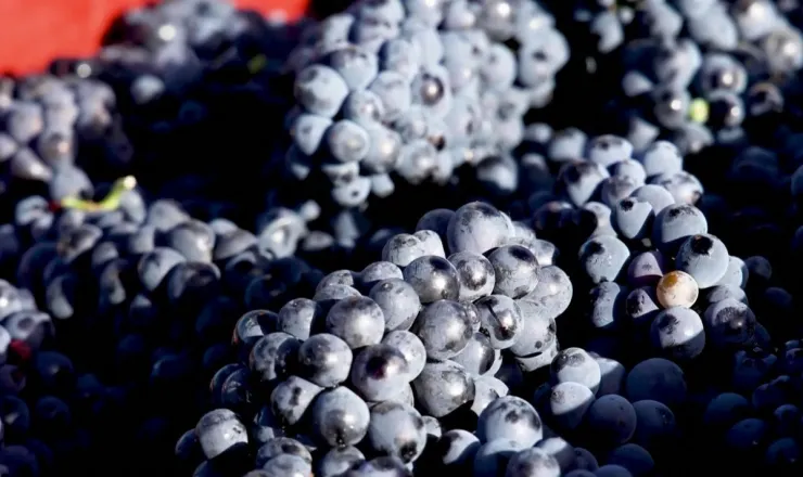 Clima extremo modifica cosecha de uva de Champagne en Francia.
