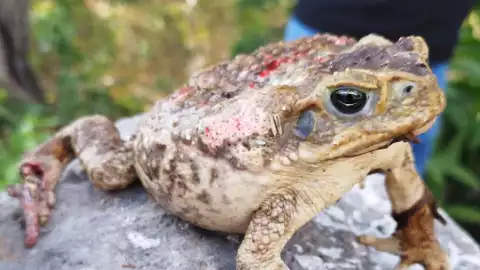 sapos gigantes en yucatan sinanche sorprenden