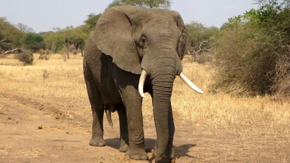 Elefante, persona, derechos 3.jpg