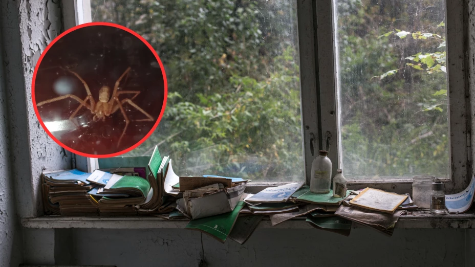 araña violinista en querétaro: como identificarla, es mortal, curar su picadura, en donde se esconde.png