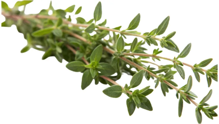 plantas medicinales tomillo